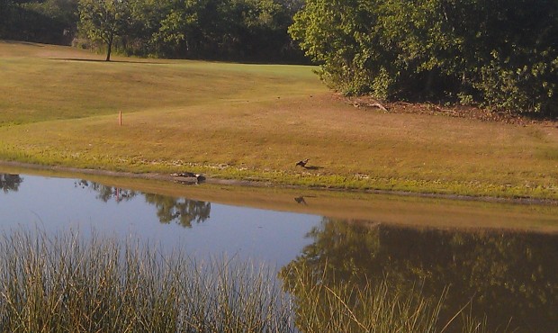 A gator and bird hanging out along the lake between number 5 & 7