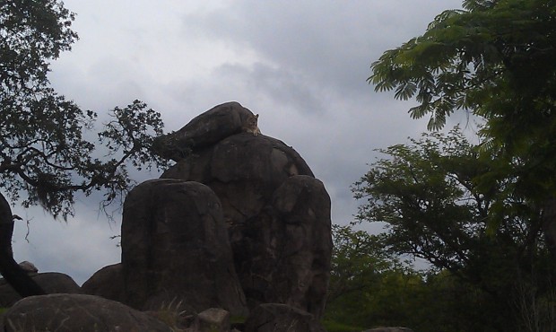 A lion near the top of the rocks.  I do not remember seeing one this high before.  Better pics when I post the update