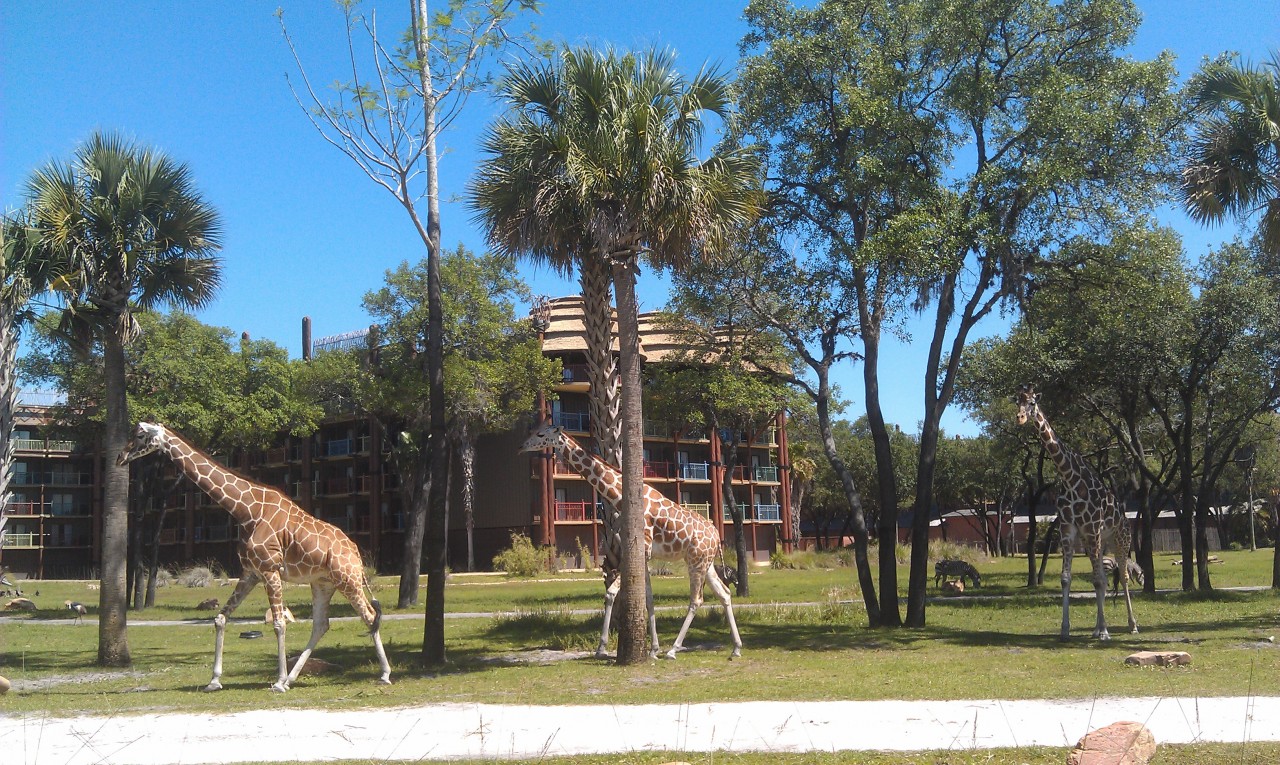 A parade of giraffes at Kidani Village.