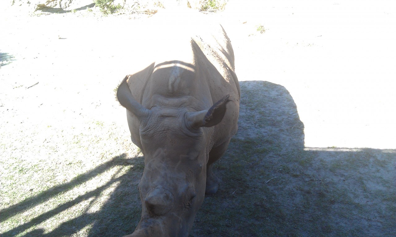 A white rhino came right up to our truck near where I was seated. Thanks to the sun this is the best pic.