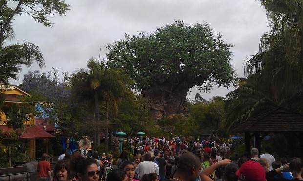 First park of the day, Animal Kingdom.  The Tree of Life.  Tomorrow the park turns 14.