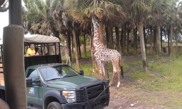 On safari...