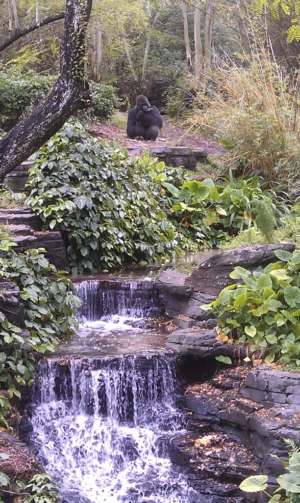 One of the male gorillas in Pangani Forest