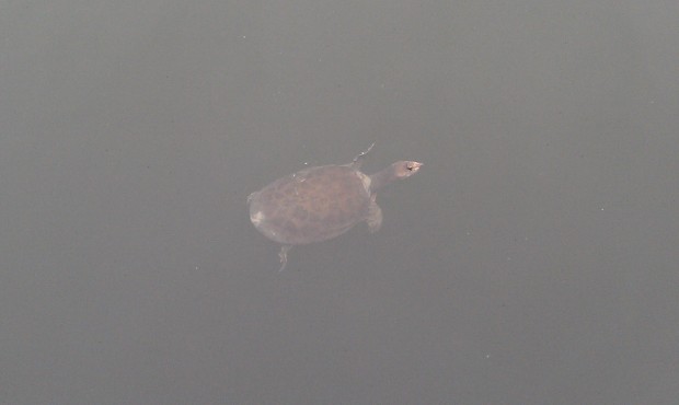 a turtle swimming by.  Actually saw two plus a good size bass.