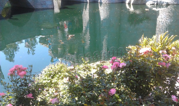 For all you Duck followers...  A mother and a bunch of ducklings in the castle moat.