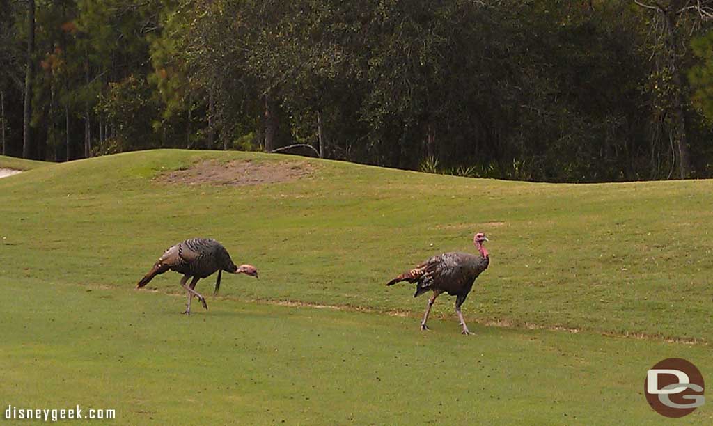A couple of turkeys on the 17th fairway