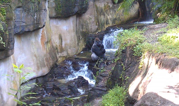 A look into Pangani forest, male silverback gorilla in a stream