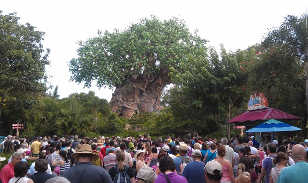 At Animal Kingdom this morning.  No more opening event.