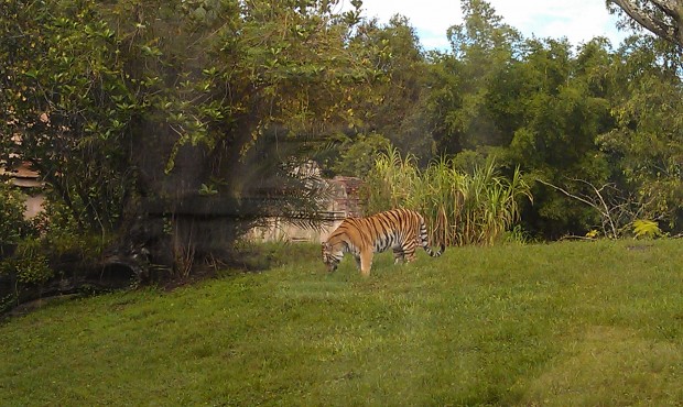 Walked through the Jungle Trek.  A tiger on the hillside.