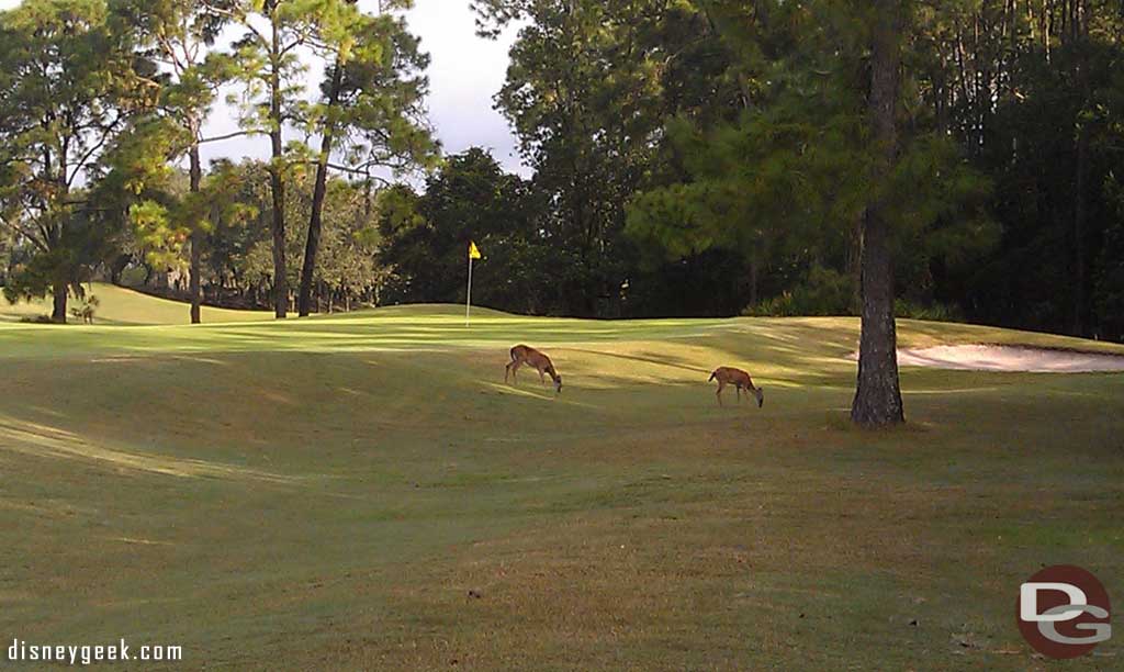 a couple of deer near the 9th green