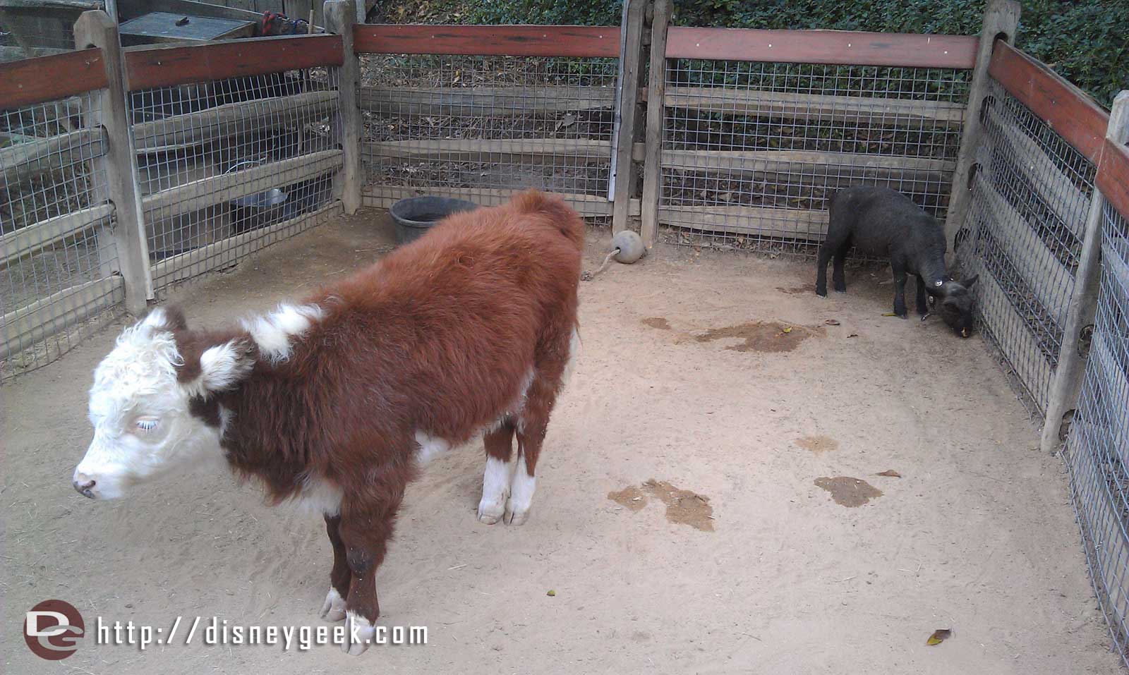 Stop by the Big Thunder Ranch and vote to name the new sheep and calf.