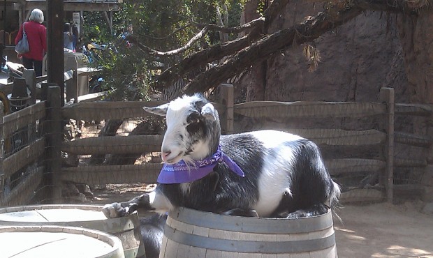 Big Thunder Ranch, looks like this goat is endorsing the spring break mood