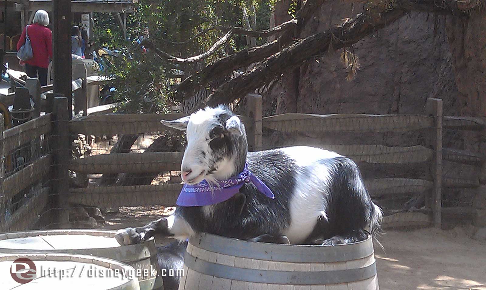 Big Thunder Ranch looks like this goat is endorsing the spring break mood