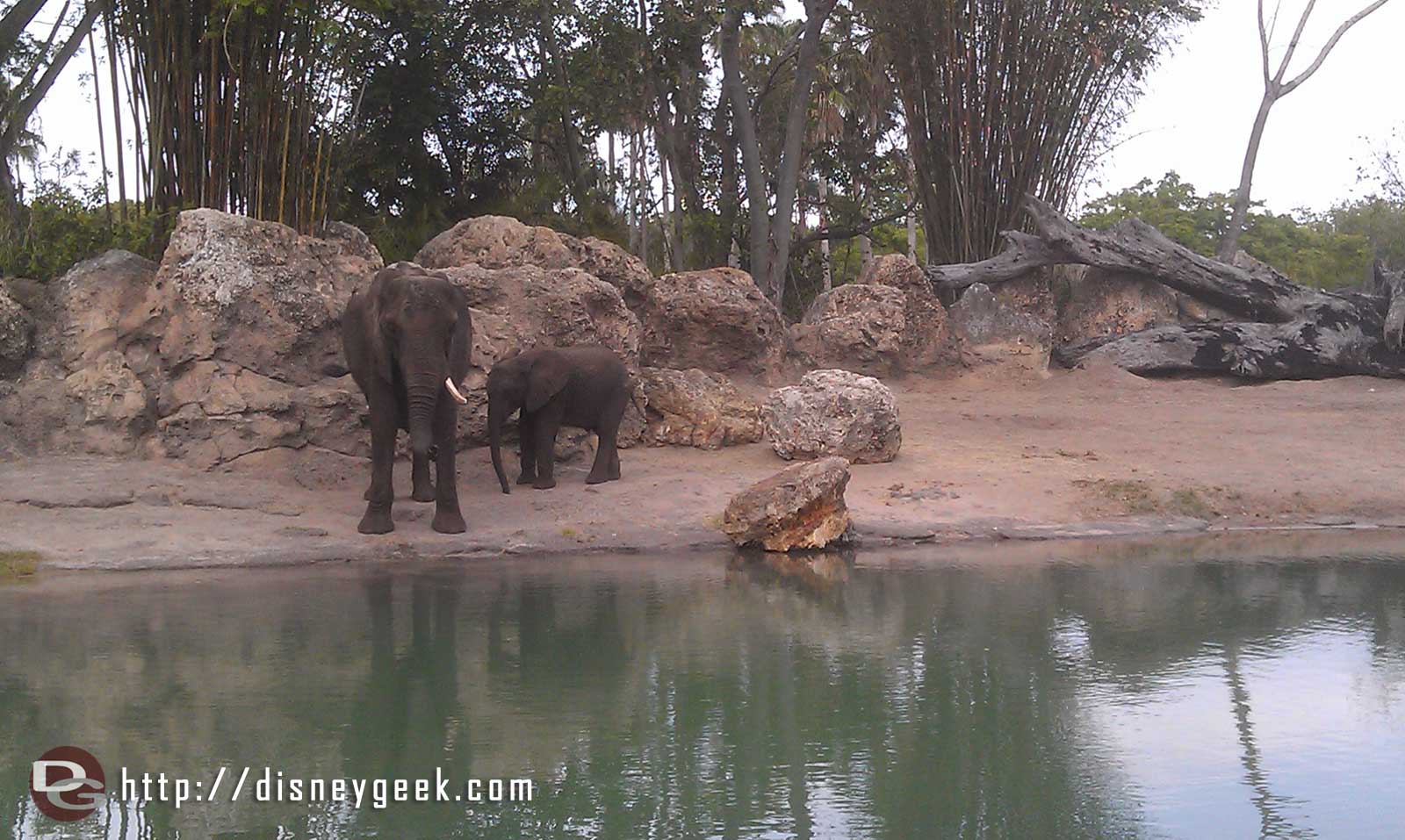 A couple Safari pictures.. some elephants