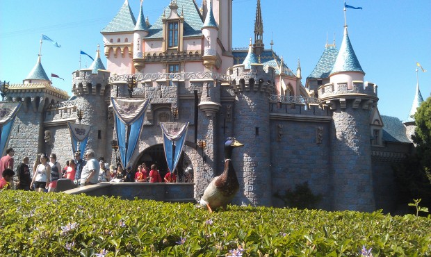 A duck posing in front of Sleeping Beauty Castle