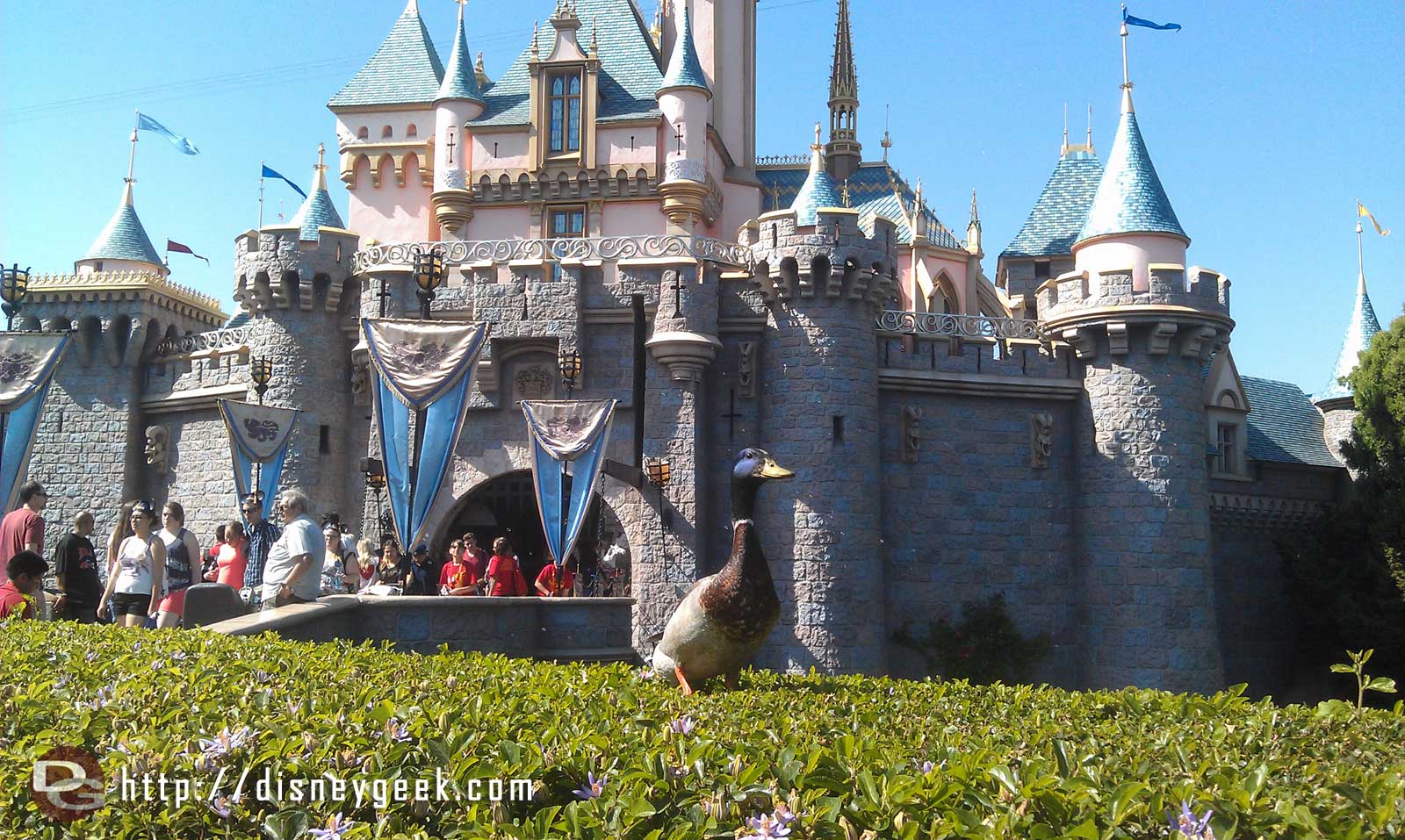 A duck posing in front of Sleeping Beauty Castle