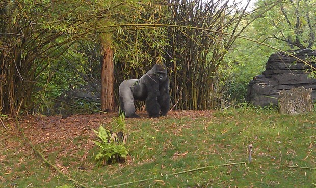A male silverback gorilla in Pangani Forest