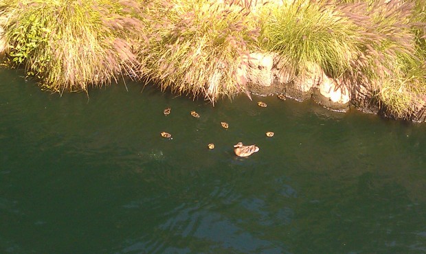 A mother and ducklings float by on the Rivers of America