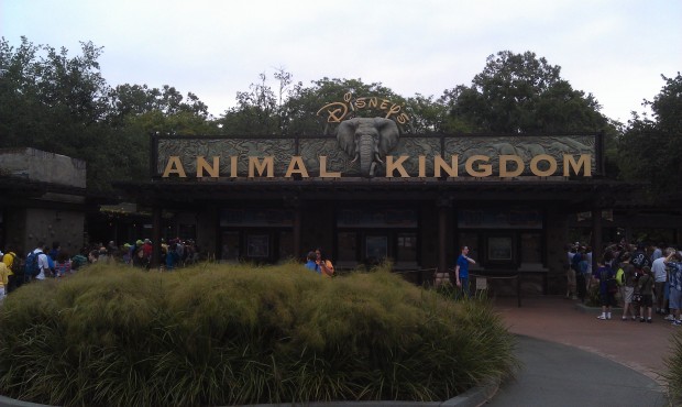 Arrived at Animal Kingdom #DAK15