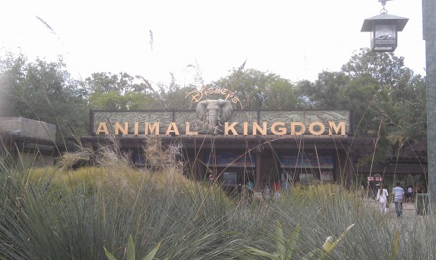 Arriving at Disney's Animal Kingdom for the afternoon.
