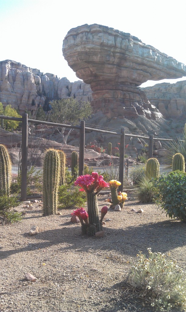 Cactus in bloom in Ornament Valley #CarsLand @DCAToday