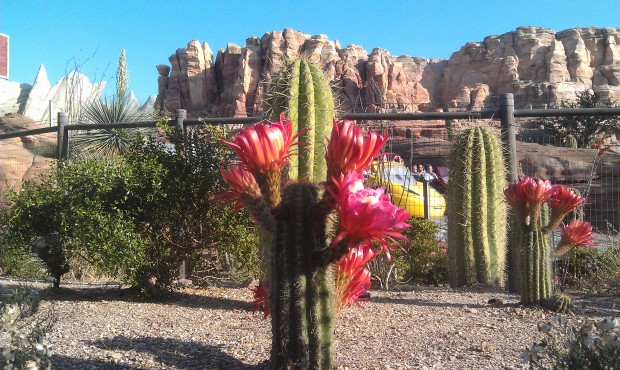 Cactus in bloom in Ornament Valley with the Racers in the background #CarsLand @DCAToday