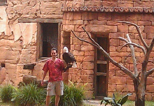 Flights of Wonder - Hope the bald eagle #DAK15