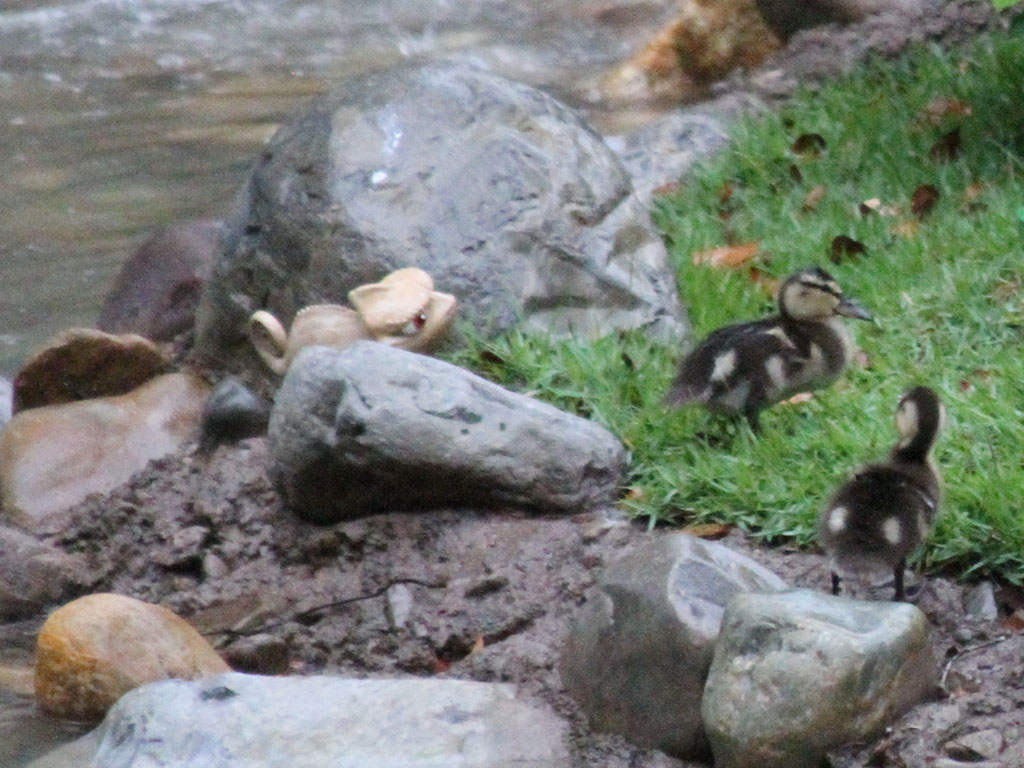Had a request for more pictures of the Ducks from the Tangled Restroom area this time in focus