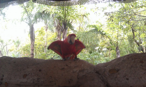 Next up Flights of Wonder - a macaw out for a preshow #DAK15