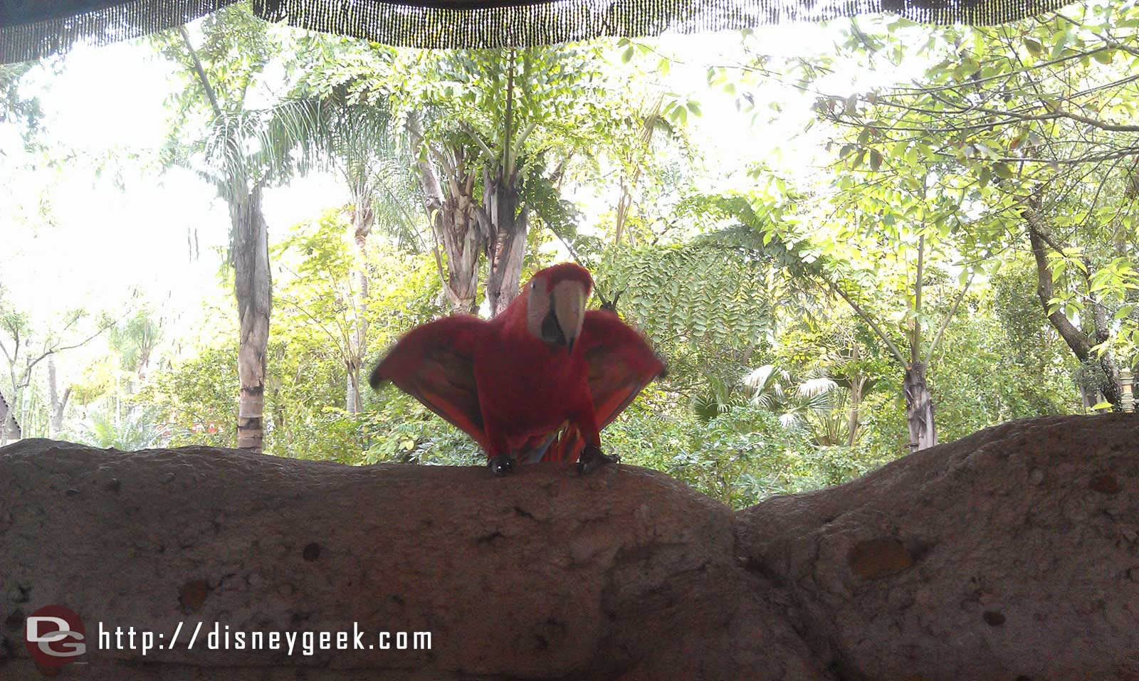 Next up Flights of Wonder a macaw out for a preshow DAK15
