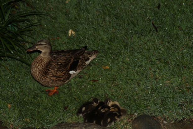 One last picture of the Ducks near the Tangled Restroom area.