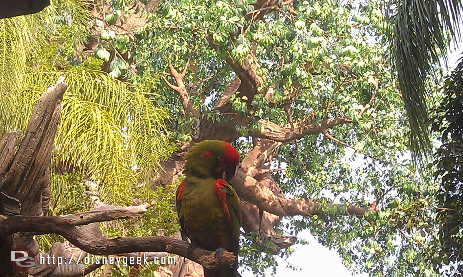 Red Fronted Macaw