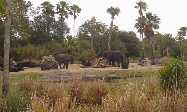 Spotted some elephants #DAK15
