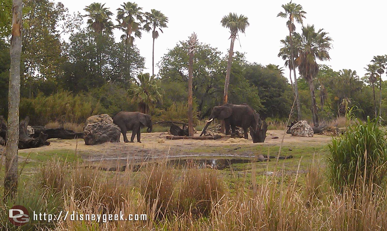Spotted some elephants DAK15