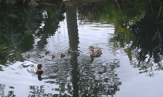 For all you Disney Duck fans.. a family out for a morning swim