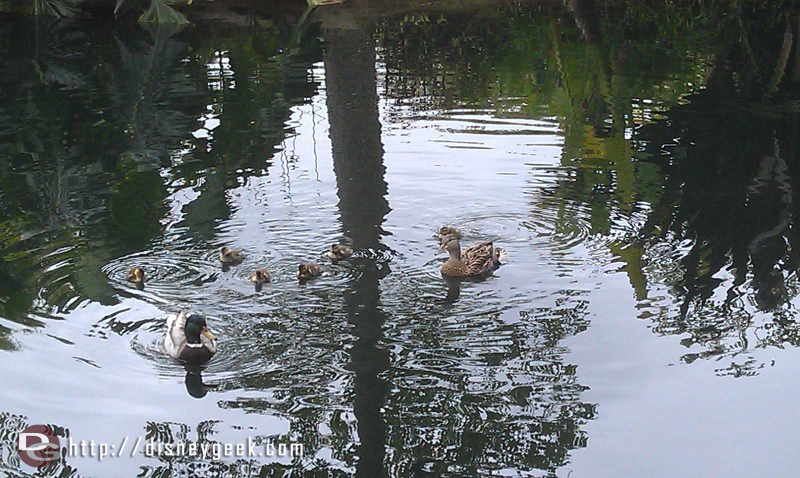 For all you Disney Duck fans.. a family out for a morning swim