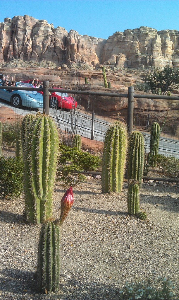 More cactus will be blooming soon in Ornament Valley #CarsLand