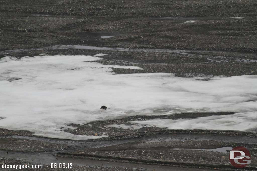 A Wolverine crossing the ice in Denali Alaska