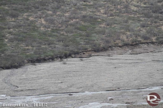 A closer picture of the Grizzly Bear along the river #Denali #Alaska