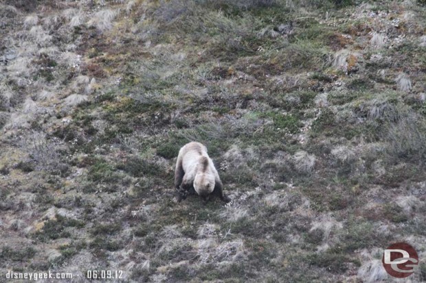 Look at the nails/claws on the mother grizzly #Denali #Alaska