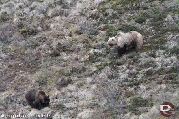 One last grizzly picture to wrap up the tour from yesterday - #Denali #Alaska - today on to Fairbanks...