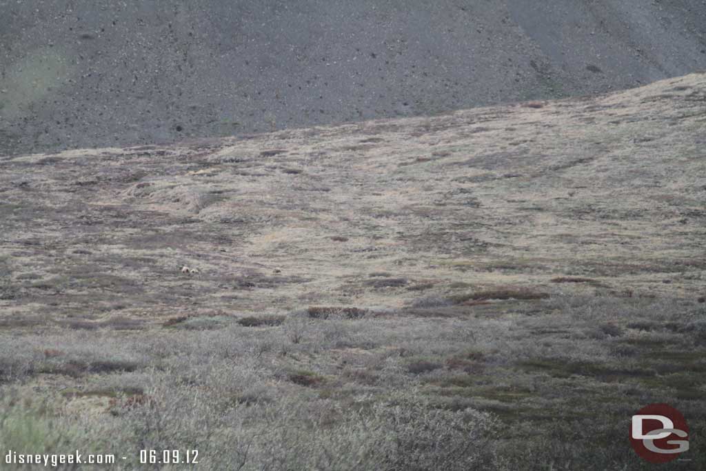 Three Grizzly Bears out in the distance in Denali Alaska