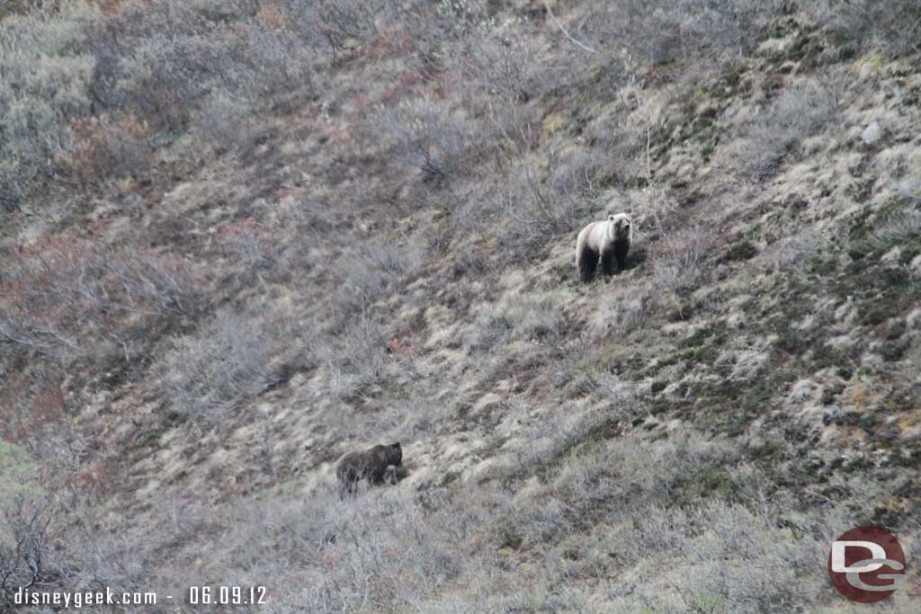 A couple of Grizzly Bears in Denali National Park