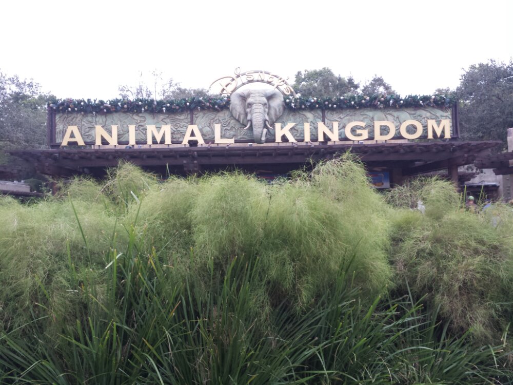 Disney's Animal Kingdom Entrance