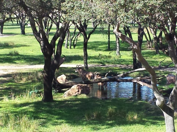 Roan Antelope on the savanna at Disney's Animal Kingdom Lodge