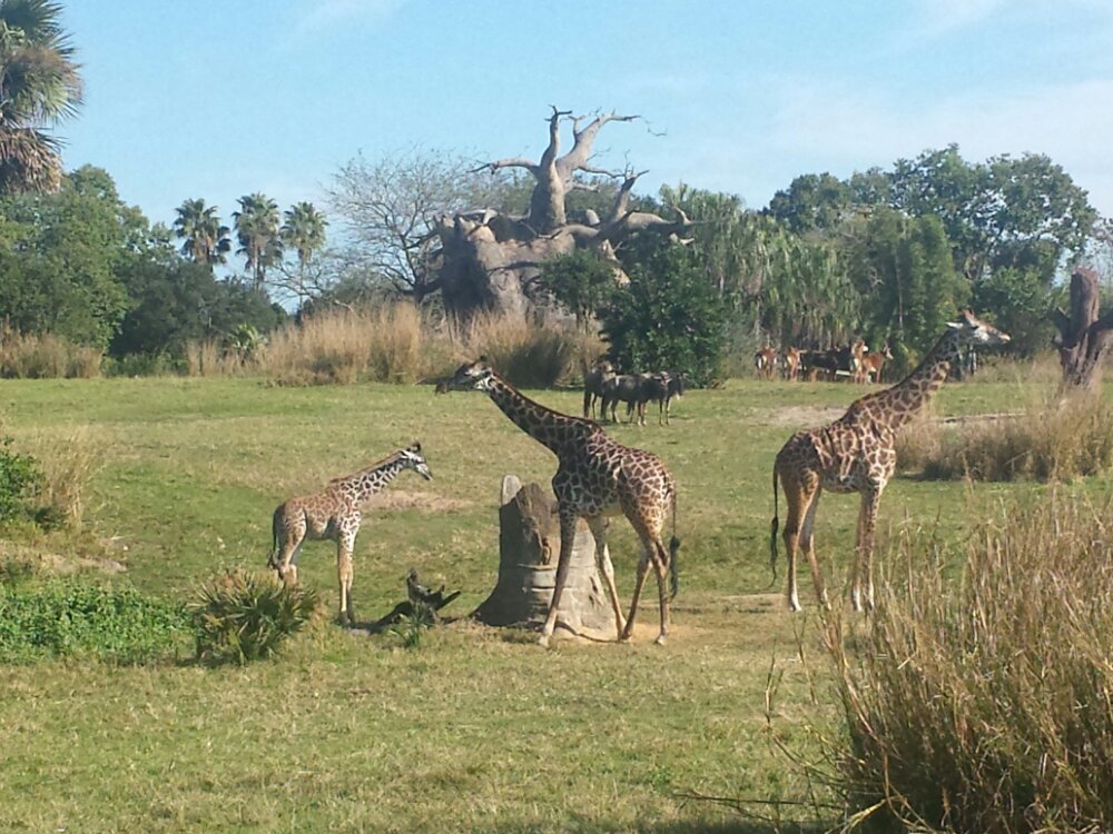 Disney's Animal Kingdom - Kilimanjaro Safari - Giraffes including a young one