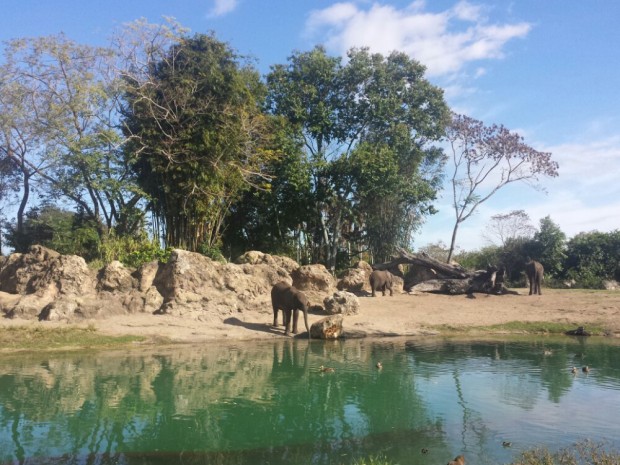 Disney's Animal Kingdom - Kilimanjaro Safari - Elephants