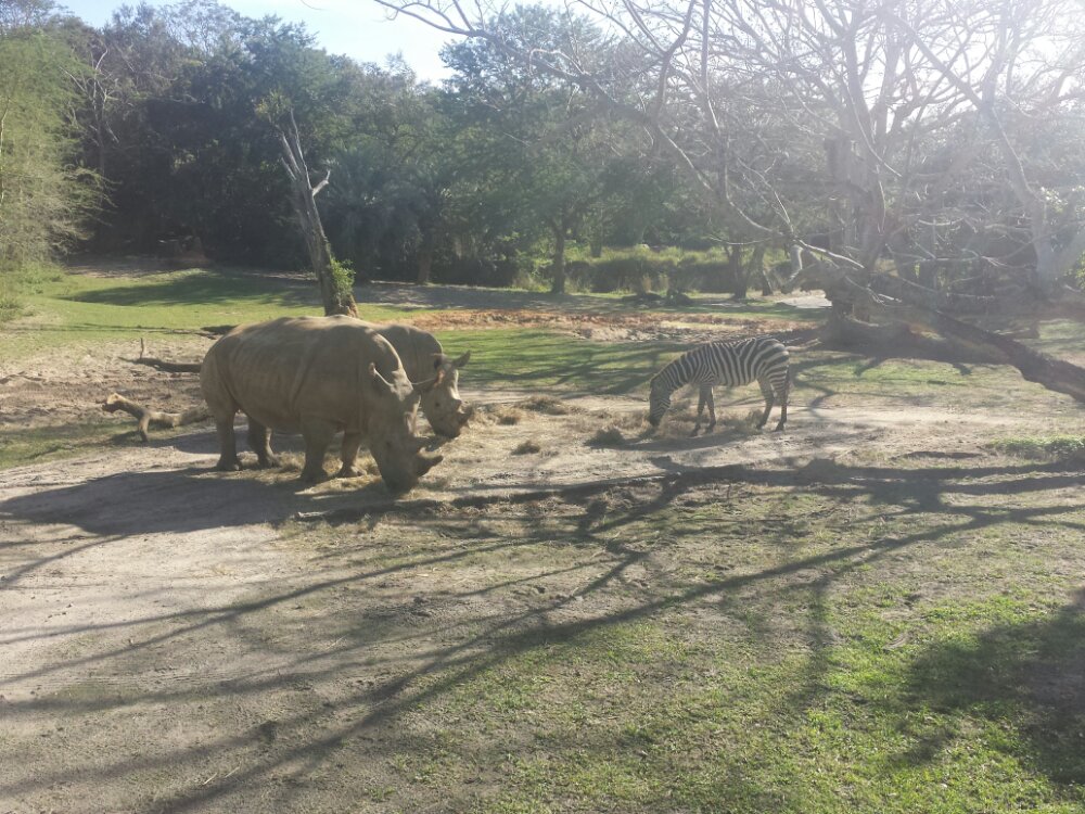 Disney's Animal Kingdom - Kilimanjaro Safari - White Rhinos