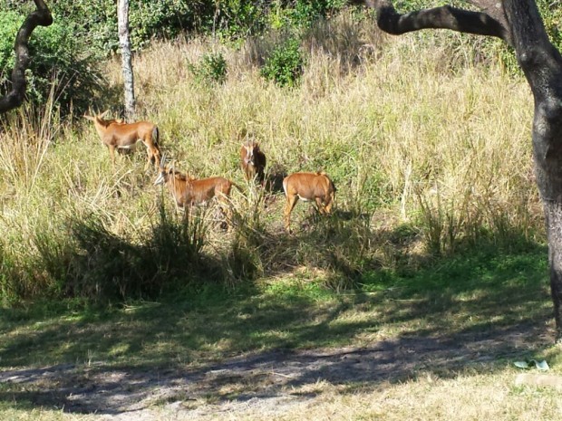 Disney's Animal Kingdom - Kilimanjaro Safari - Sable Antelope