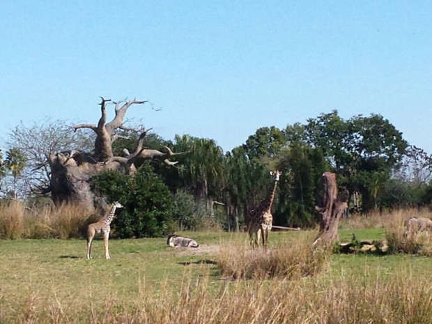 Disney's Animal Kingdom - Kilimanjaro Safari - Giraffes